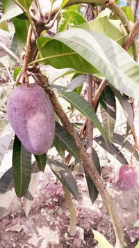Purple Mango