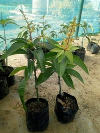Purple Mango