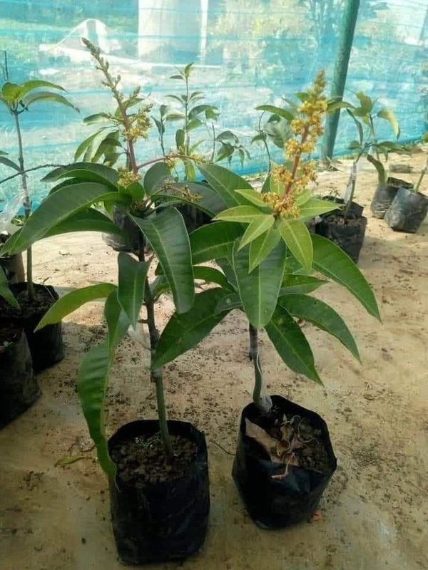 Purple Mango