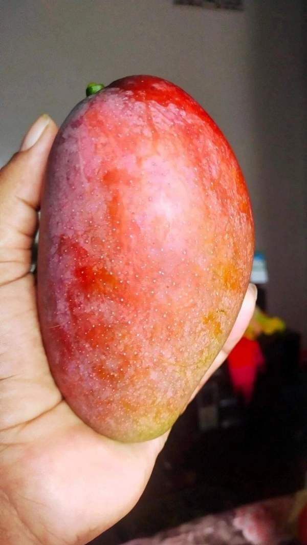 Miyazaki Mango