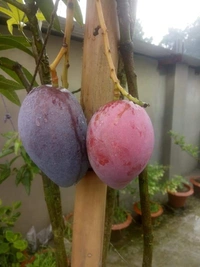 Miyazaki Mango