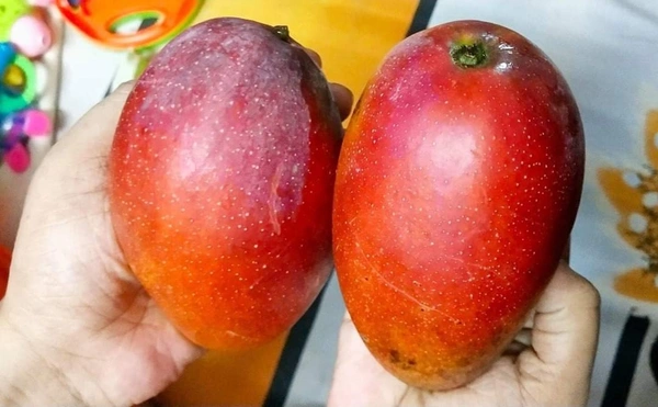 Miyazaki Mango