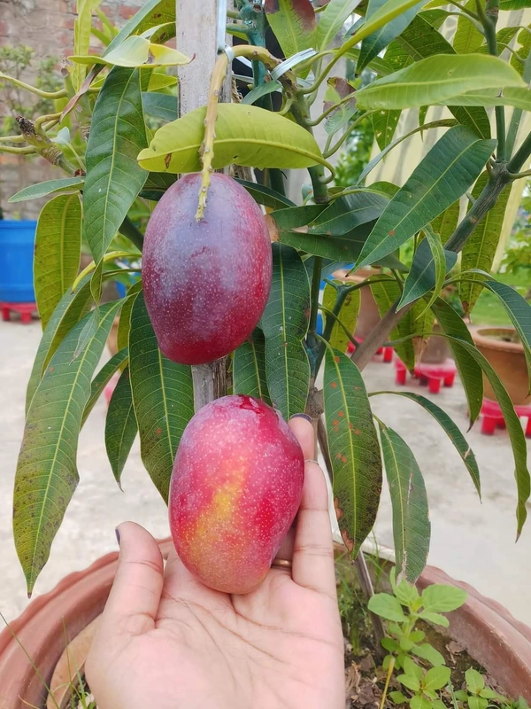 Miyazaki Mango