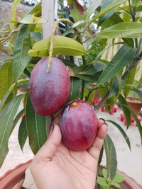 Miyazaki Mango