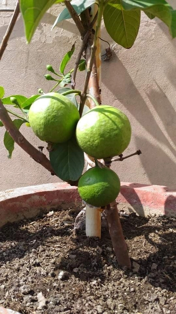 Thai 5 Guava