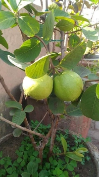 Thai 5 Guava