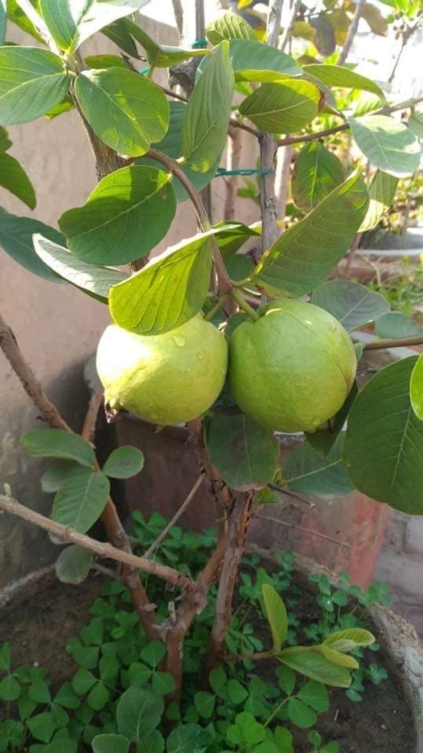 Thai 5 Guava