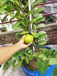 Thai 5 Guava