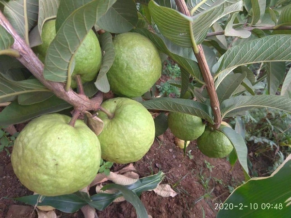 Thai 7 Guava 