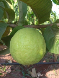 Thai 7 Guava 