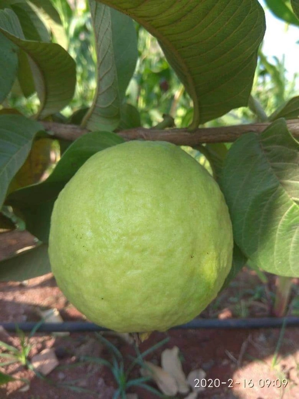 Thai 7 Guava 