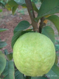 Thai 7 Guava 