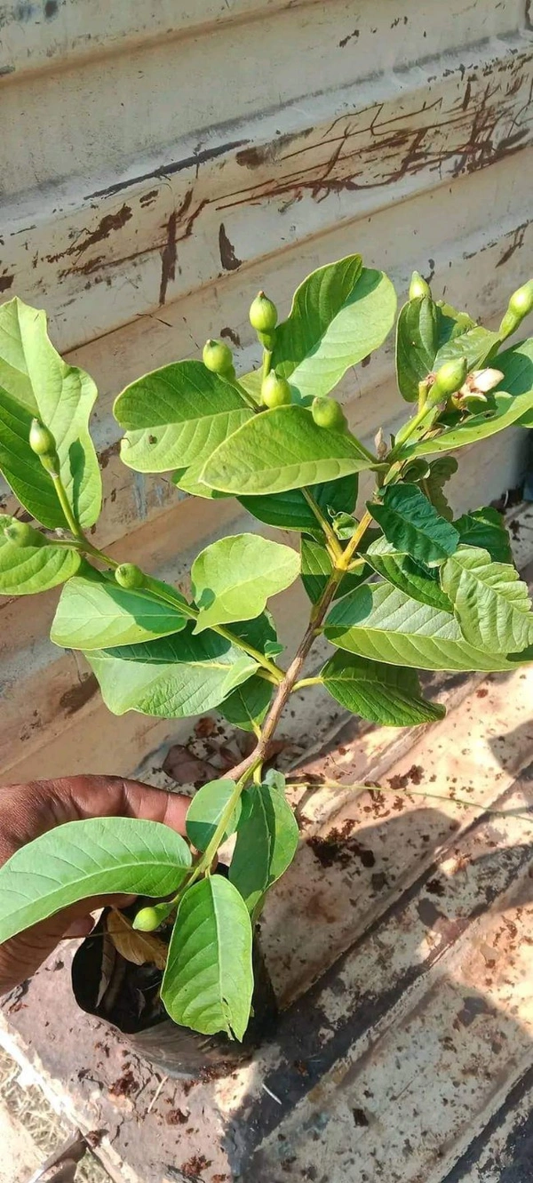 Thai 7 Guava 