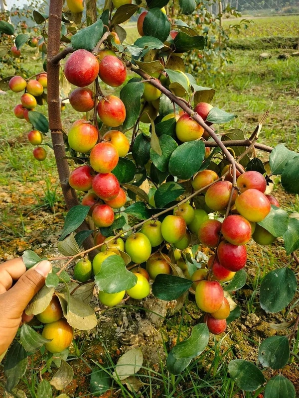 Miss India Apple Ber