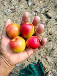 Miss India Apple Ber