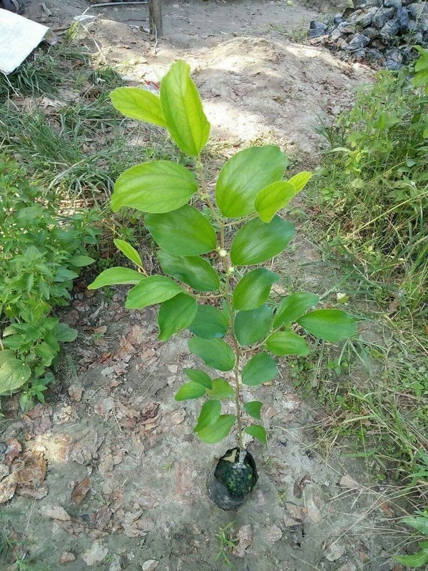 Miss India Apple Ber