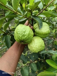 VNR Guava