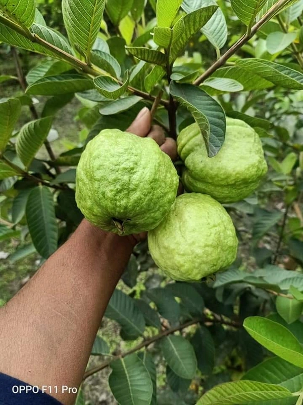 VNR Guava