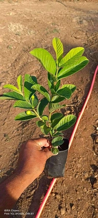 VNR Guava