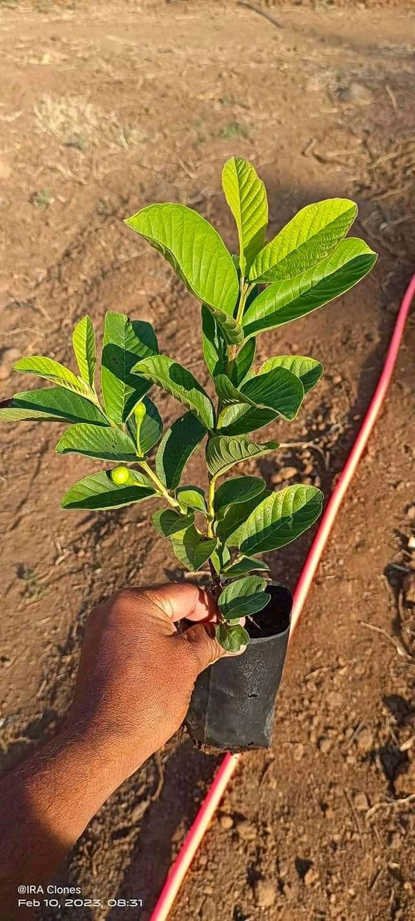 VNR Guava