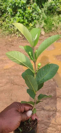 VNR Guava