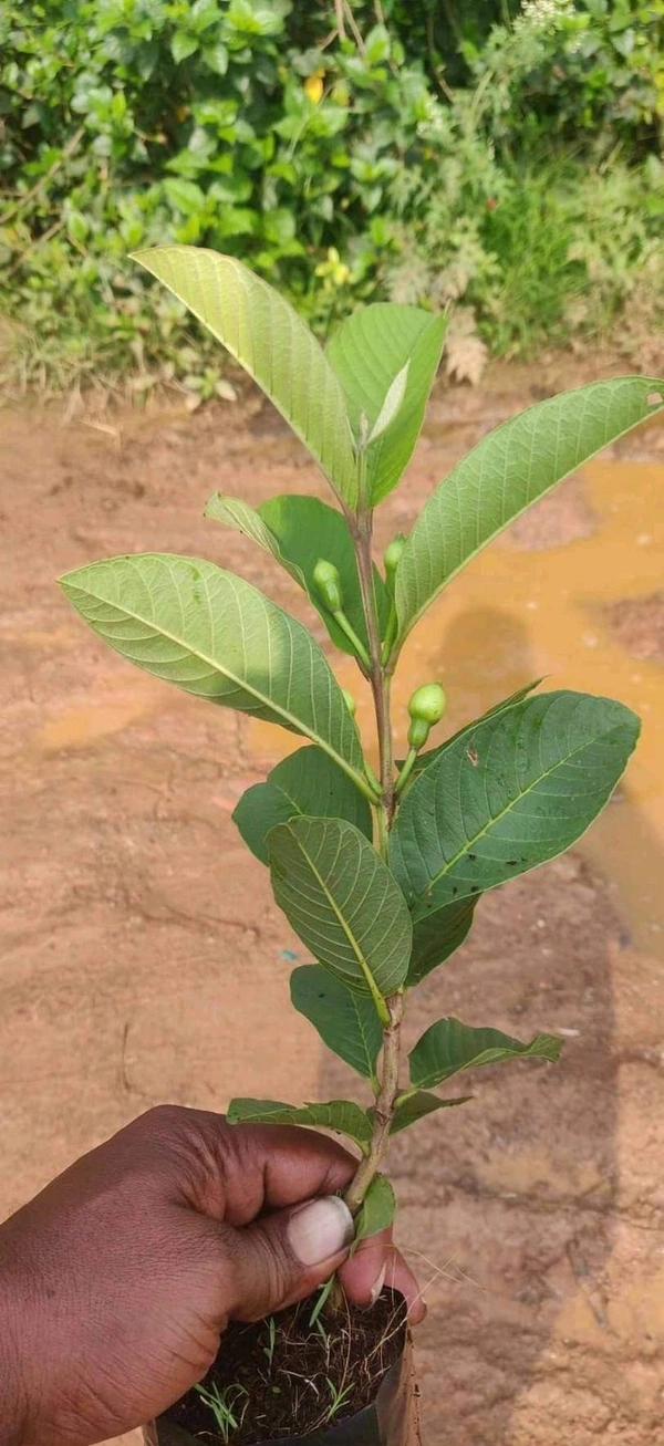 VNR Guava