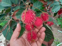 Rambutan