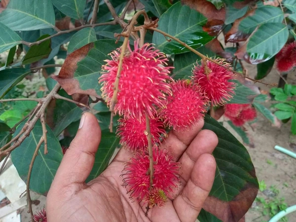 Rambutan