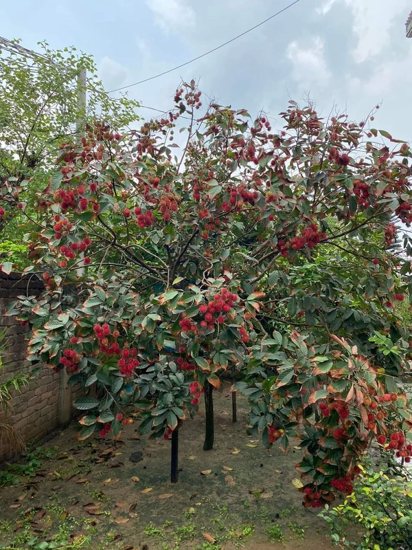 Rambutan