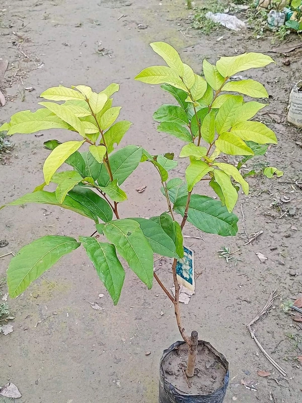Rambutan