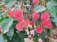 Rambutan