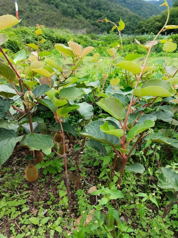 Kiwi