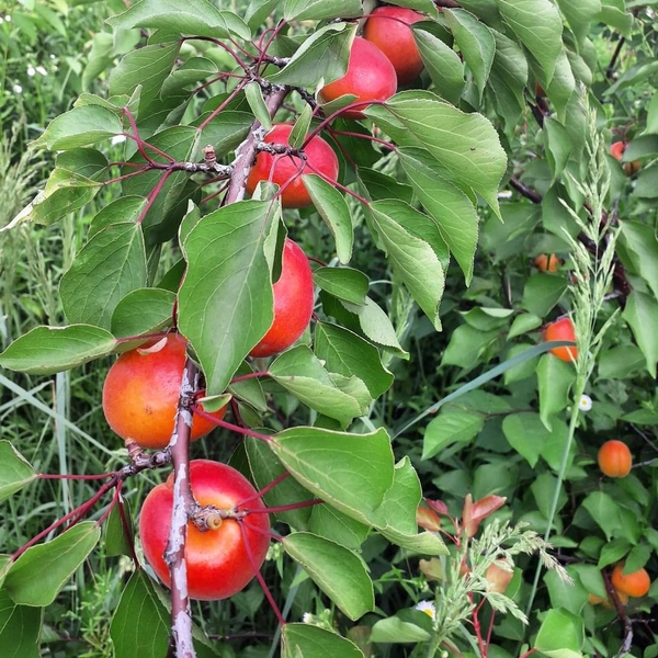 Apricot