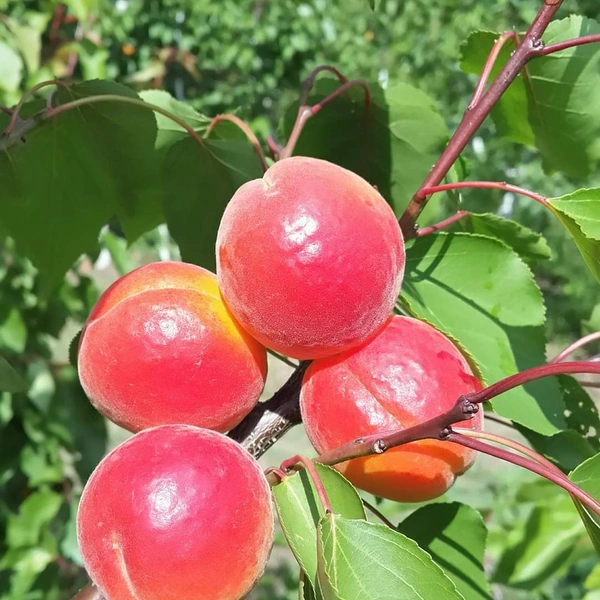 Apricot