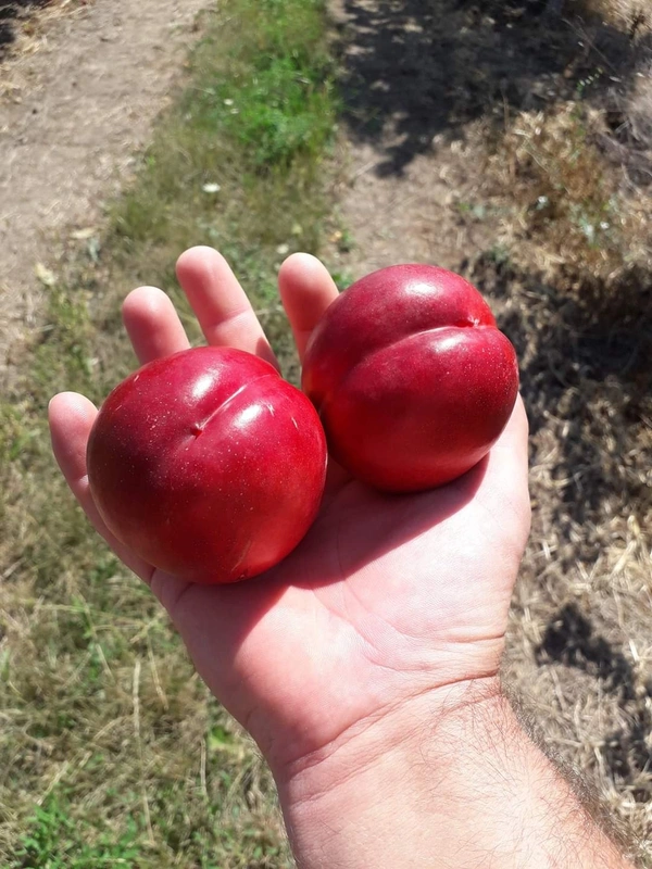 Apricot