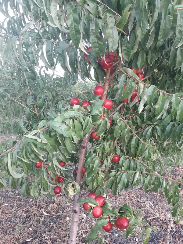 Apricot