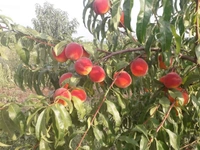 Apricot