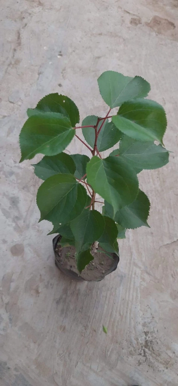 Apricot