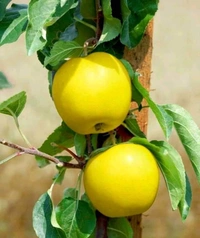 Golden Dorset Apple