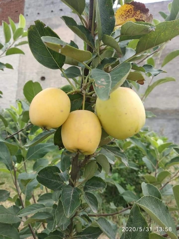 Golden Dorset Apple