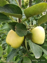 Golden Dorset Apple