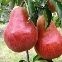 Crimson Pear ( Nashpati) 