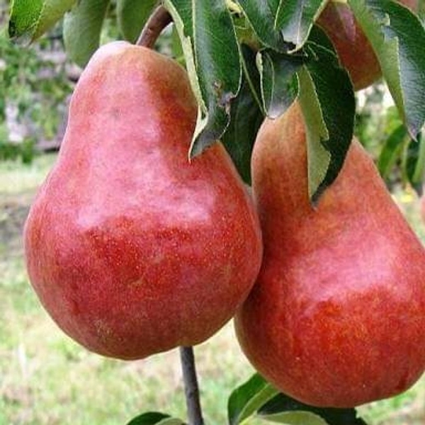 Crimson Pear ( Nashpati) 