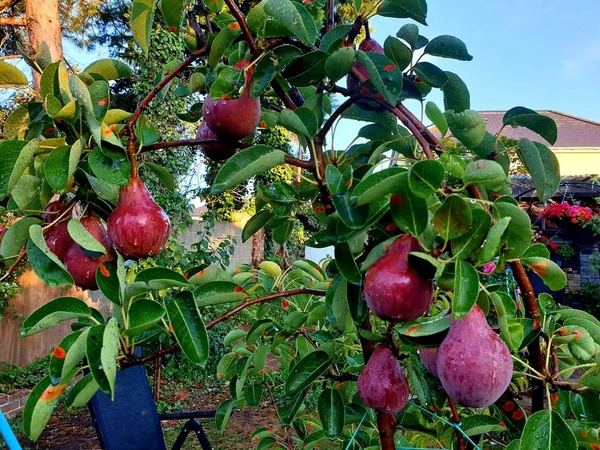 Crimson Pear ( Nashpati) 