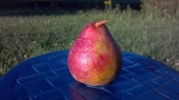 Crimson Pear ( Nashpati) 