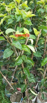 Crimson Pear ( Nashpati) 
