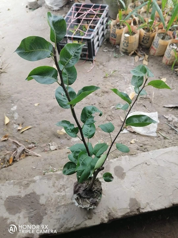 Crimson Pear ( Nashpati) 