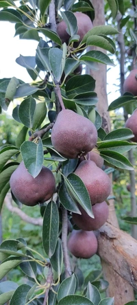 Crimson Pear ( Nashpati) 