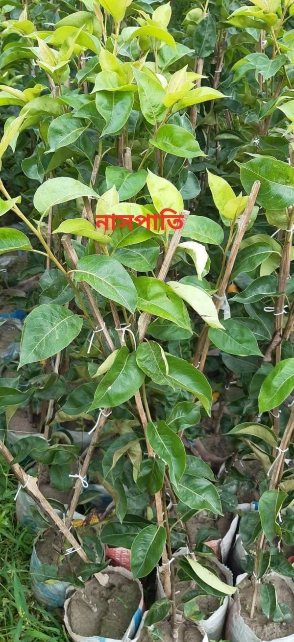 Crimson Pear ( Nashpati) 
