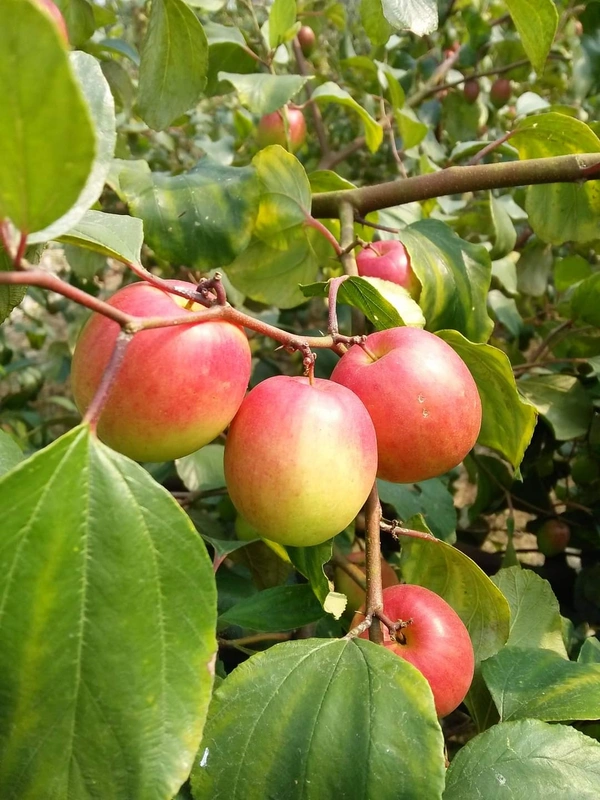 Red Kashmiri Apple Ber